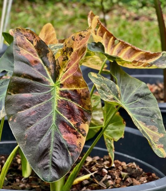 Colocasia Asadung