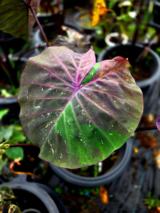 Colocasia Phenomena