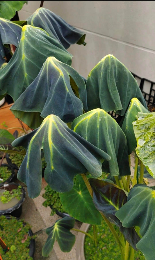 Colocasia Green Light