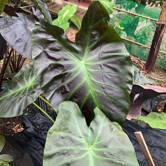 Colocasia Aloha