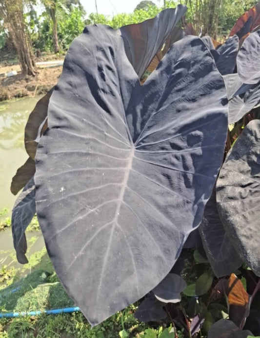 Colocasia Black Magic
