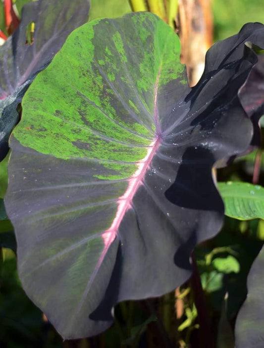 Colocasia Blood Fallen