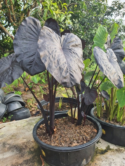 Colocasia Black Sapphire
