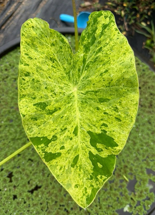 Colocasia Pha Nam Thip