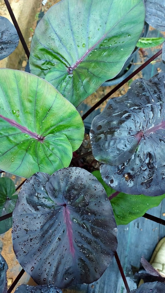 Colocasia Begona