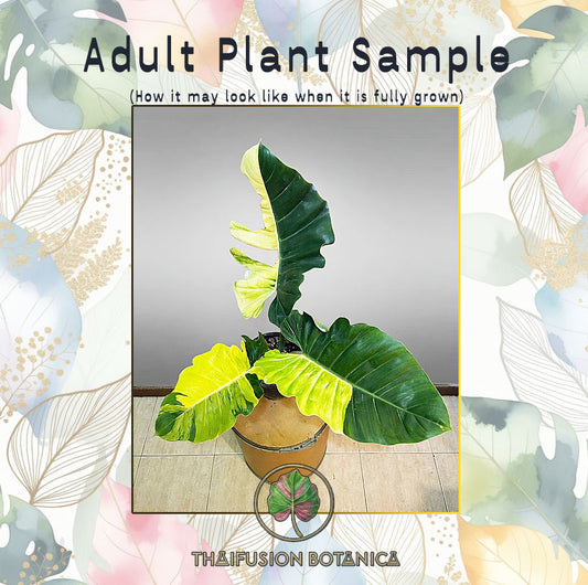 Philodendron Jungle Fever Variegated
