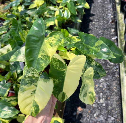 Philodendron Burle Marx Variegated leaf detail