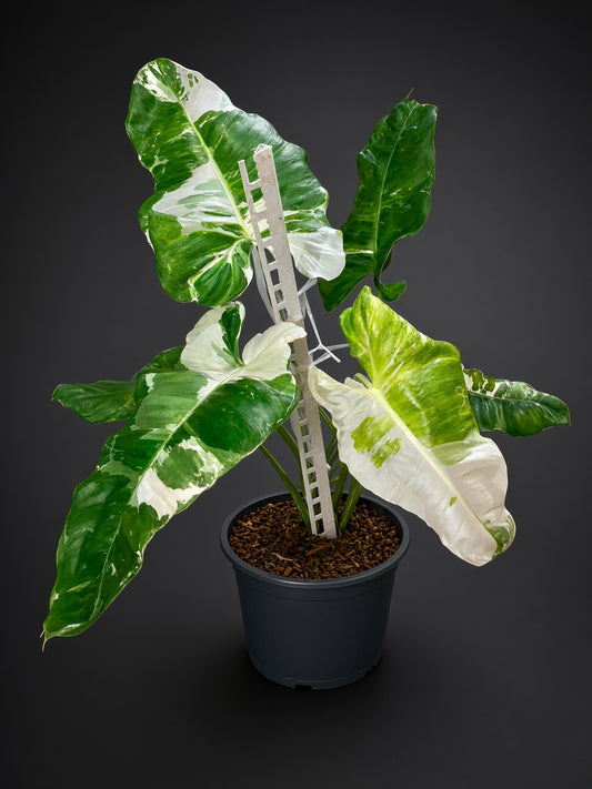 Philodendron Paraiso Albo Variegated bareroot division
