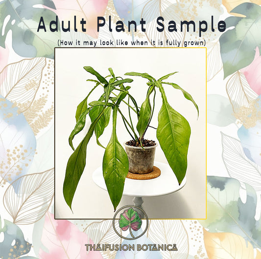 Philodendron Joepii (Green)
