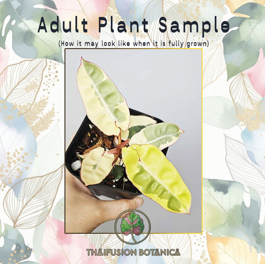 Philodendron Billietiae Mutation Variegated adult plant sample