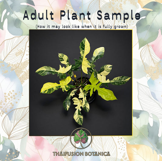 Philodendron Florida Beauty x Mayoi (Kitina) Variegated adult plant sample