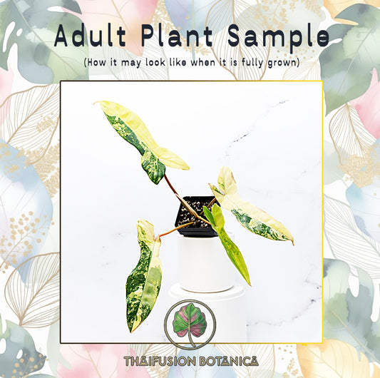 Philodendron Florida Beauty x Billitiae Variegated