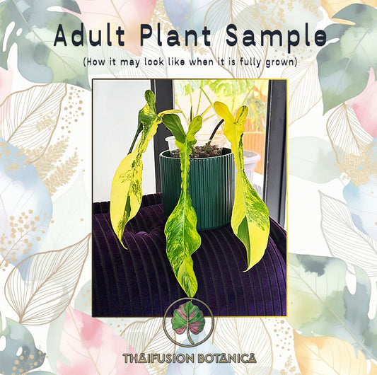 Philodendron Joepii Variegated