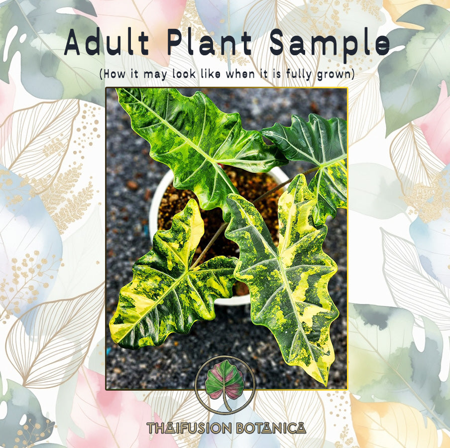 Alocasia Pseudo Sanderiana Aurea mature specimen sample