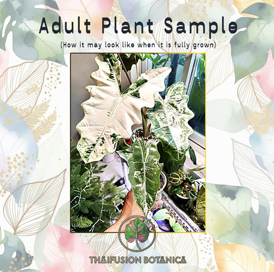 Alocasia Pseudo Sanderiana Pink