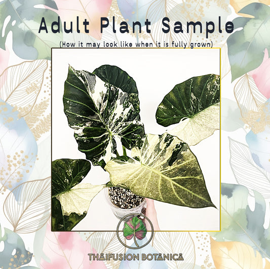 Alocasia Regal Shield Albo Variegated