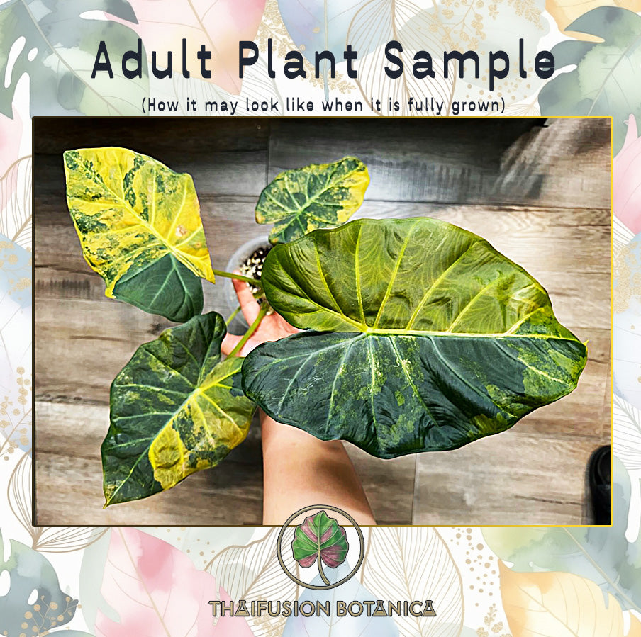 Alocasia Regal Shield Aurea Variegated mature specimen sample