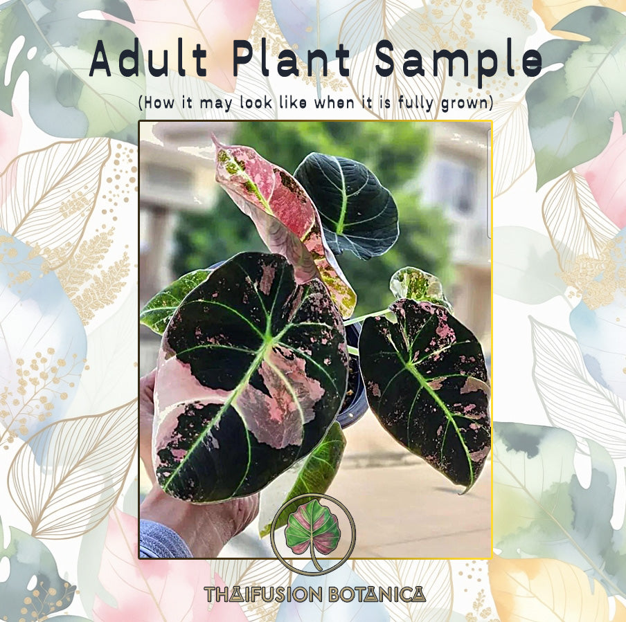 Alocasia Black Velvet Albo Pink Variegated mature specimen sample