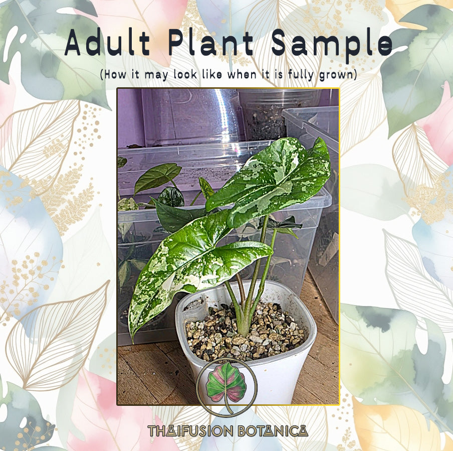 Alocasia Simpo Albo mature specimen sample
