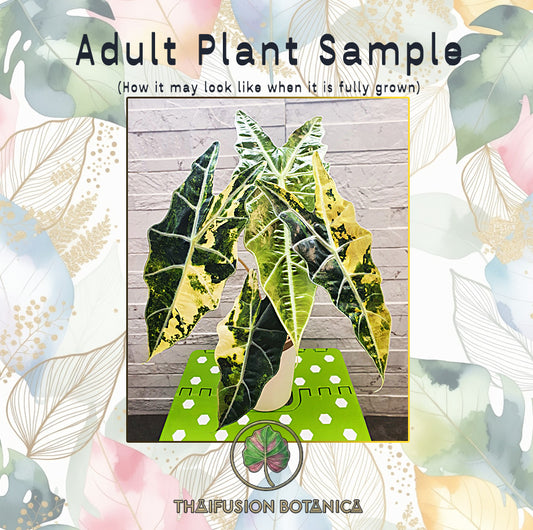 Alocasia Sanderiana Aurea Variegated