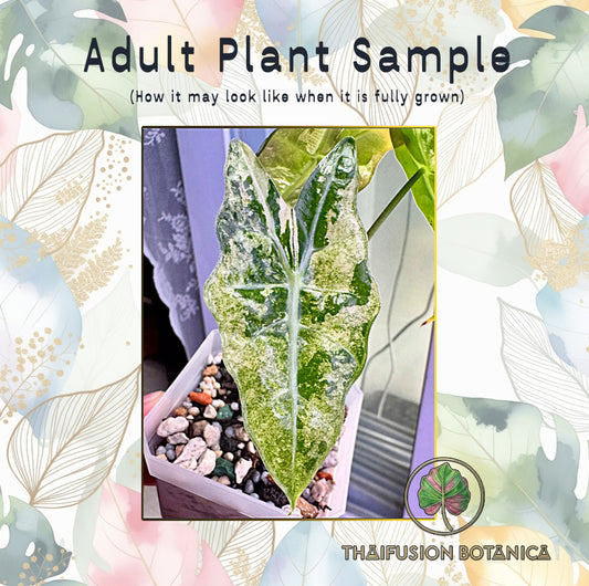 Alocasia Sanderiana Bull Mint