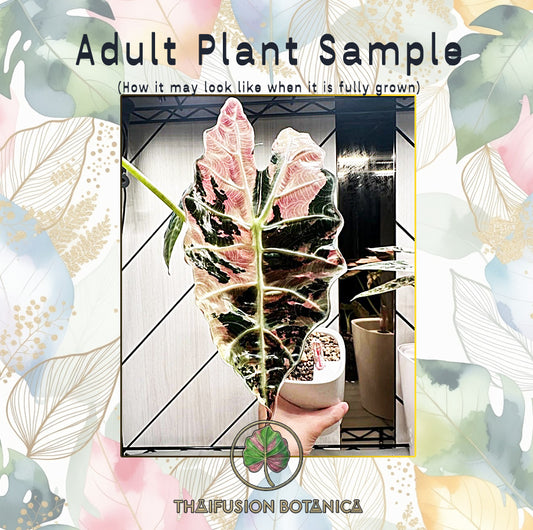 Alocasia Sanderiana Albo/Pink Variegated