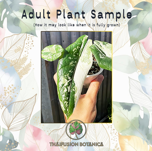 Alocasia Scalprum Albo Variegated