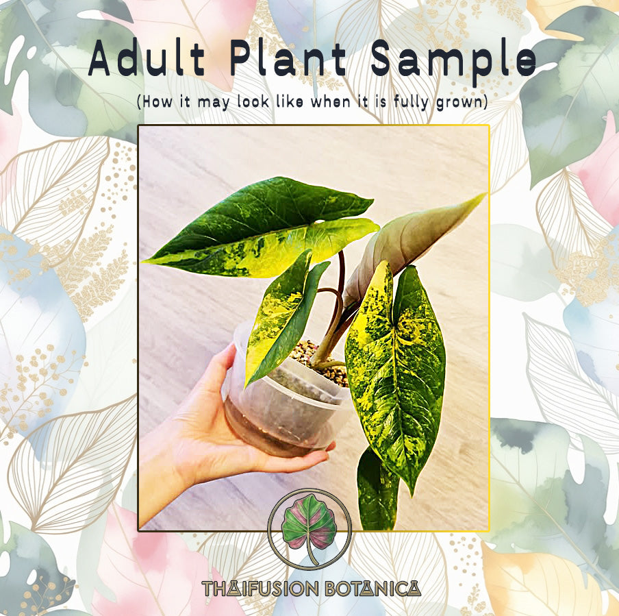 Alocasia Scalprum Aurea Variegated mature specimen sample