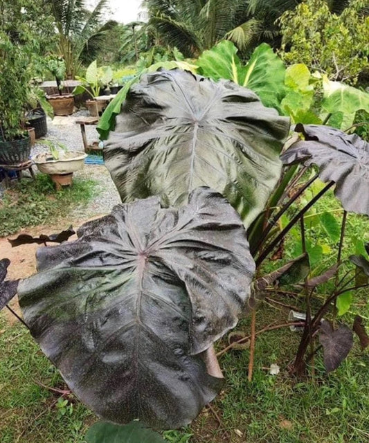 Colocasia Greenish Black Satun