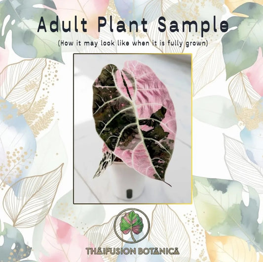 Alocasia Watsoniana (Glossy) Albo Variegated