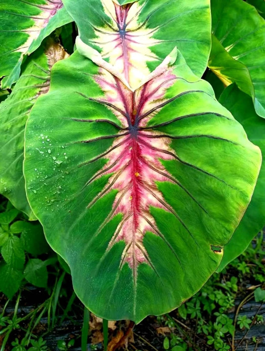 Colocasia Angel Mask