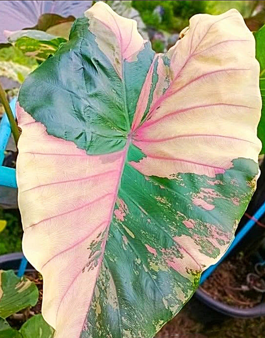 Colocasia Pink Pastel