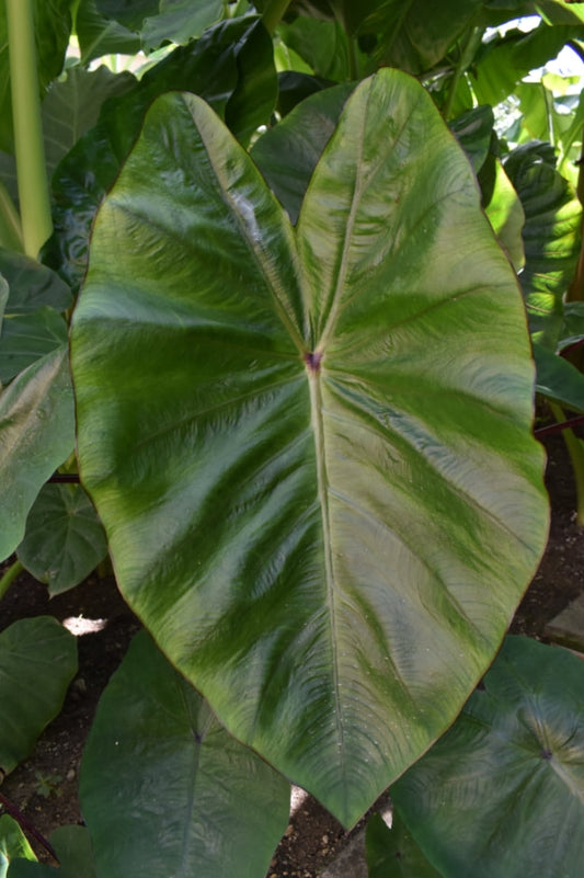 Colocasia Hawaiian Punch