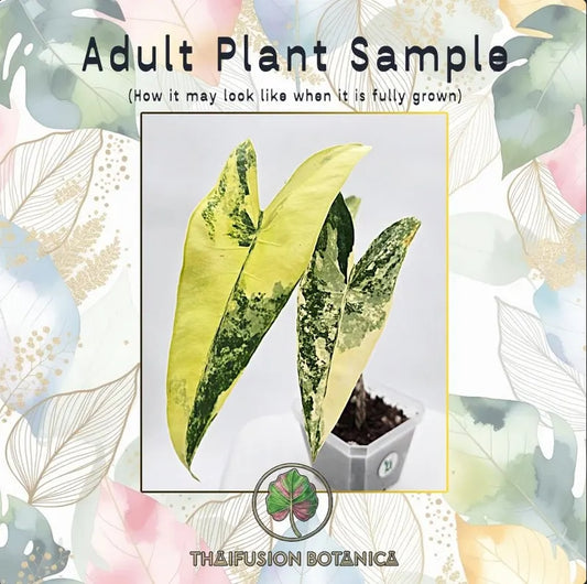 Alocasia Zebrina Aurea Variegated