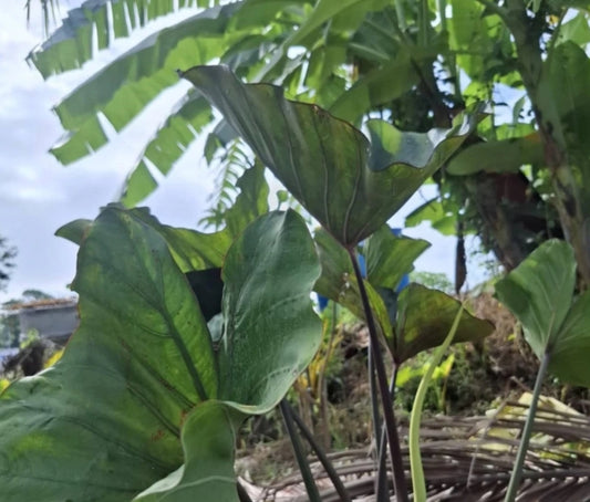 Colocasia Queen of Cup