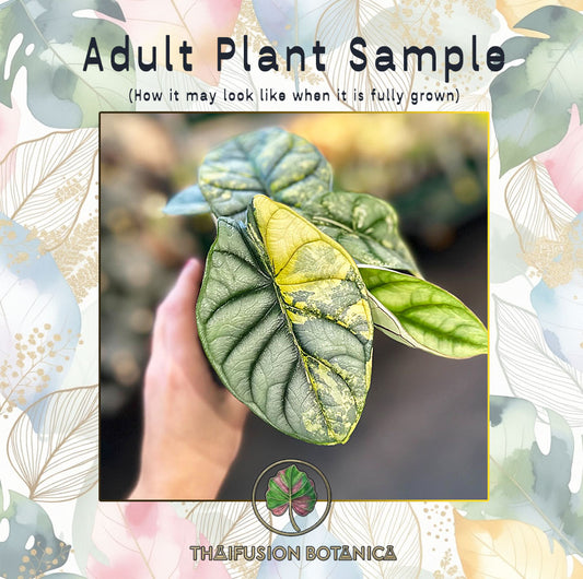 Alocasia Silver Dragon Aurea Variegated