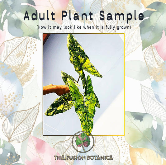 Alocasia Simpo Aurea