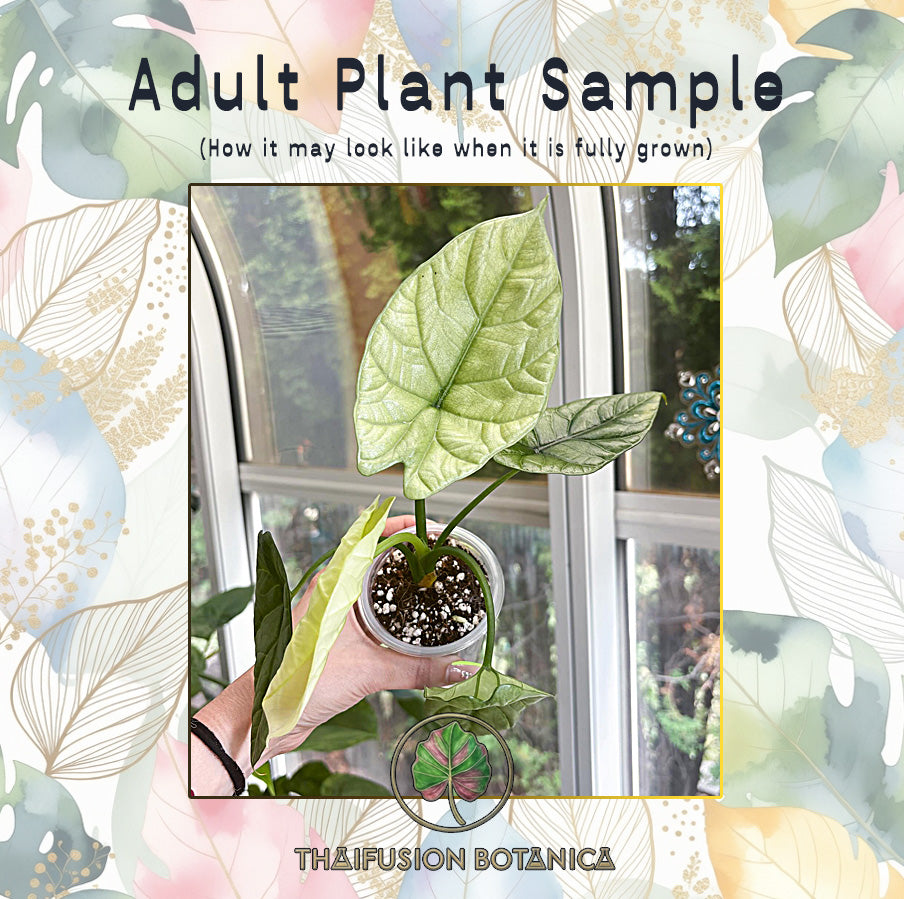 Alocasia Sinuata Mint mature specimen sample