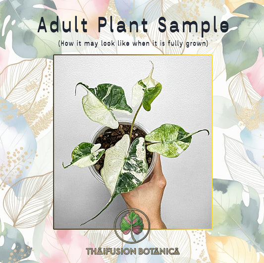 Alocasia Stingray Albo Variegated
