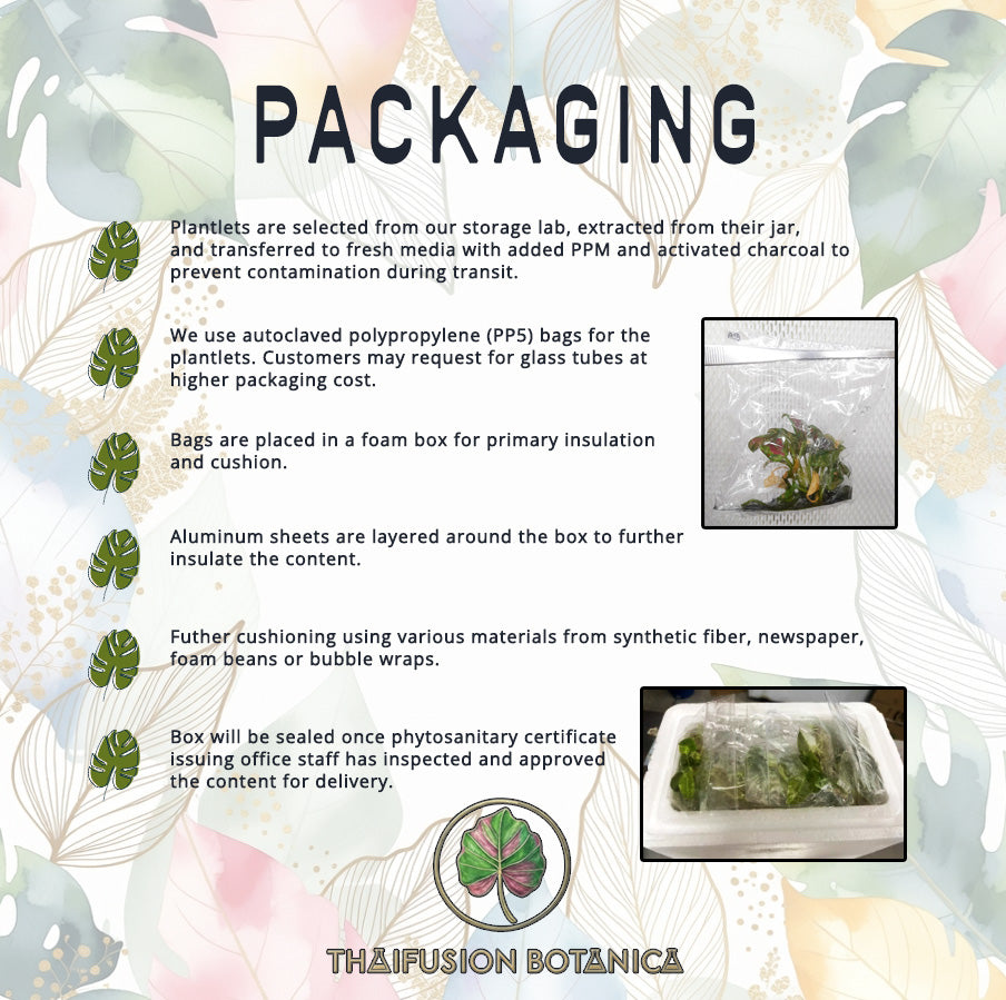 Monstera Deliciosa Bulbasaur Variegated