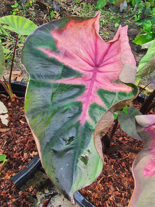 Colocasia Tiara