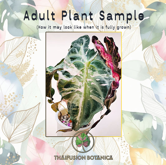 Alocasia Venom Pink Variegated Tissue Culture Plantlet