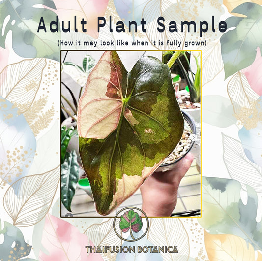 Alocasia Wentii Albo/Pink Variegated