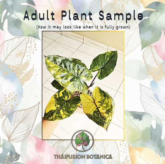 Alocasia Yucatan Pink Princess Aurea Variegated