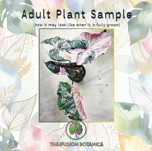 Alocasia Yucatan Pink Princess Albo/Pink Variegated