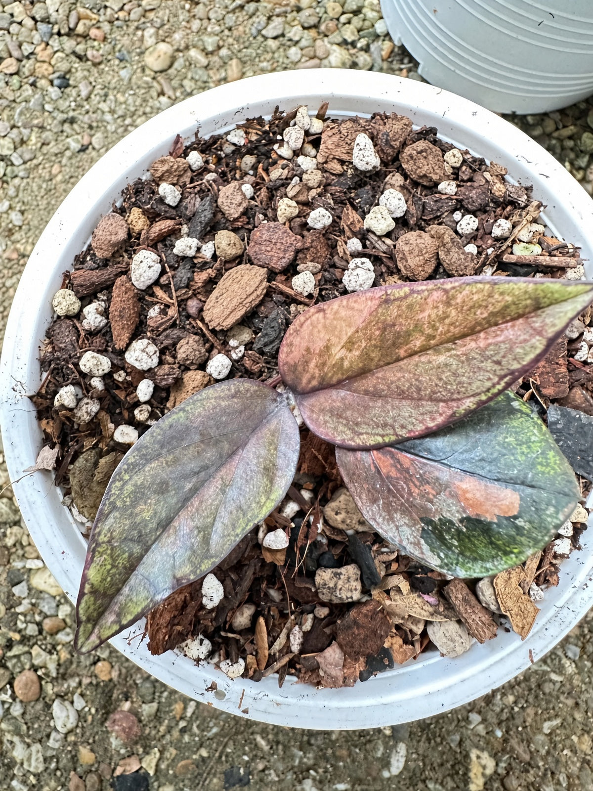 Zamioculcas Raven #4 bareroot specimen