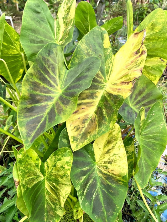 Colocasia Black Amber