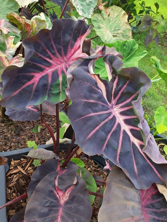 Colocasia Blue Velvet