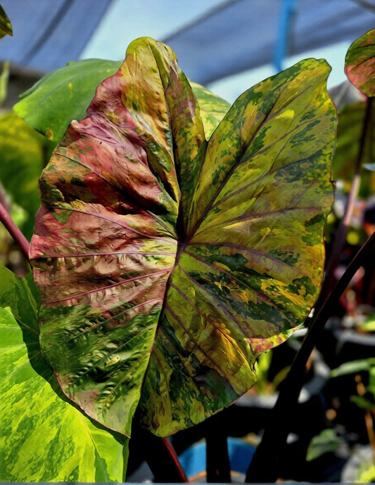 Colocasia Candy Crush