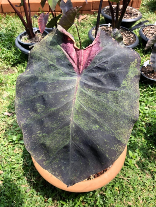 Colocasia Paper Paint